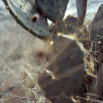 prickly pear with spider web