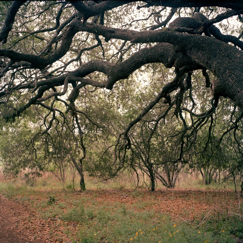 Old, old oak tree