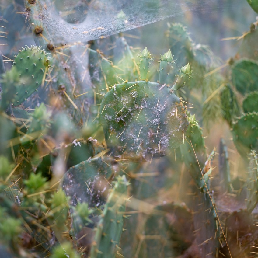 cactus with web early light