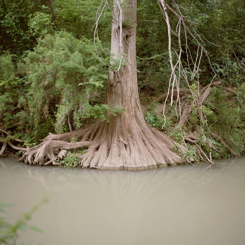 cycypress roots in muddy water