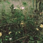 little wildflowers and spider web